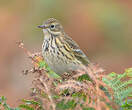 Pipit farlouse