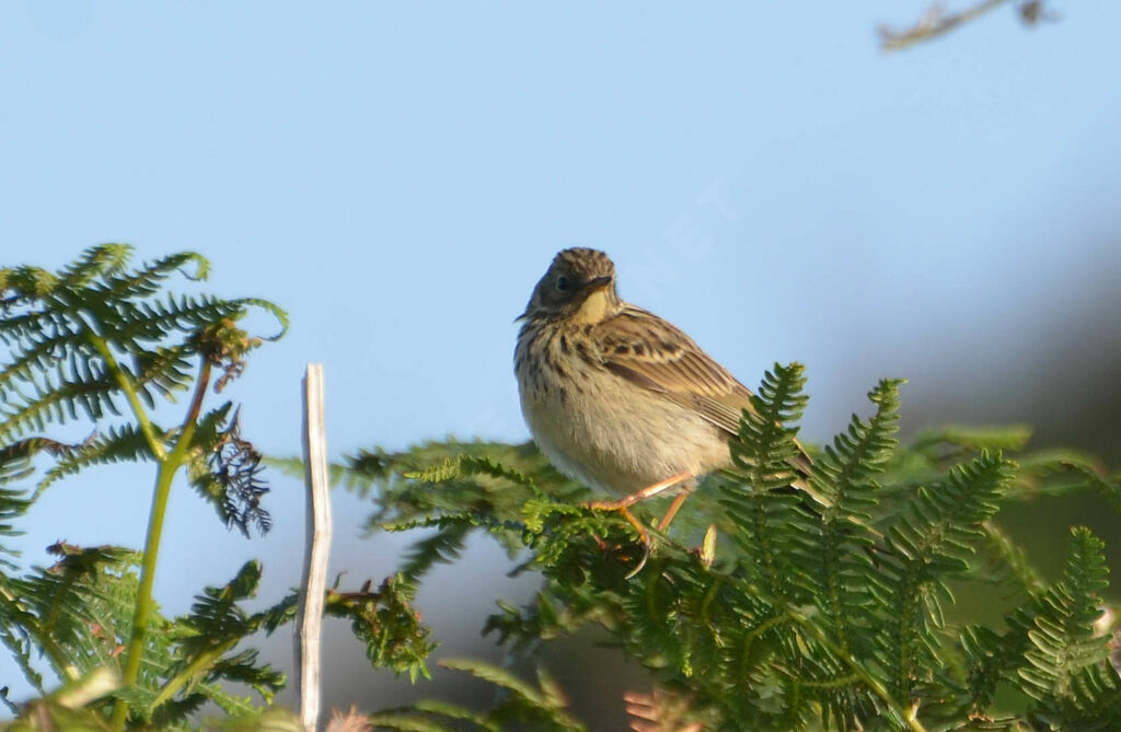 Meadow Pipit