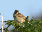 Pipit farlouse