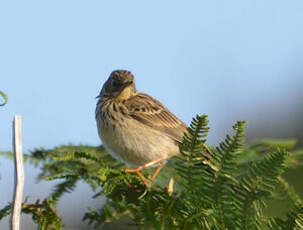 Pipit farlouse