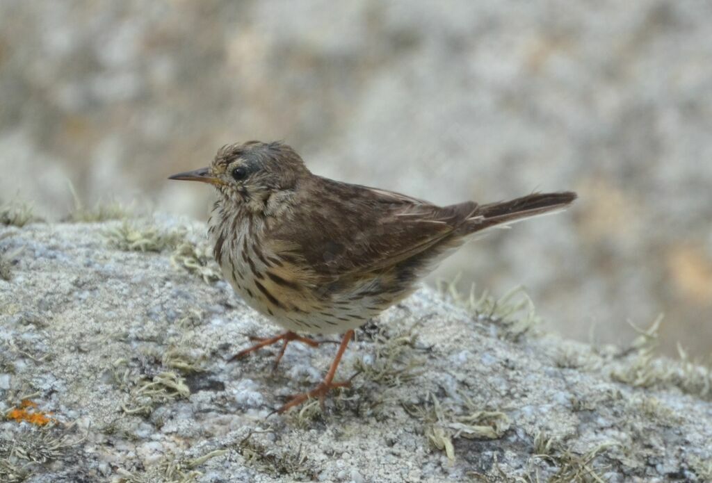 Pipit farlouse