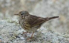 Pipit farlouse