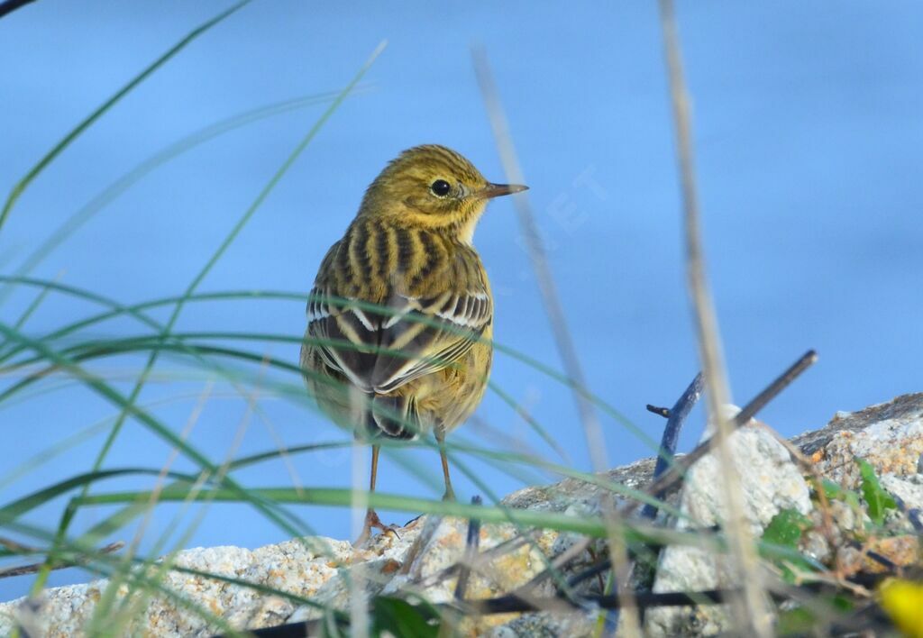 Meadow Pipitadult, identification