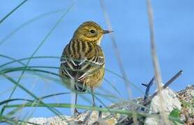 Meadow Pipit