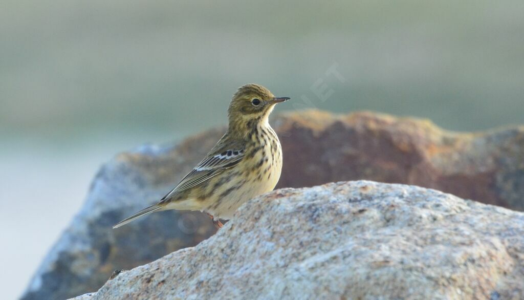 Meadow Pipitadult, identification