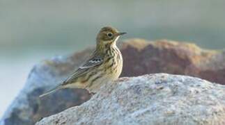 Meadow Pipit