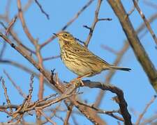 Pipit farlouse