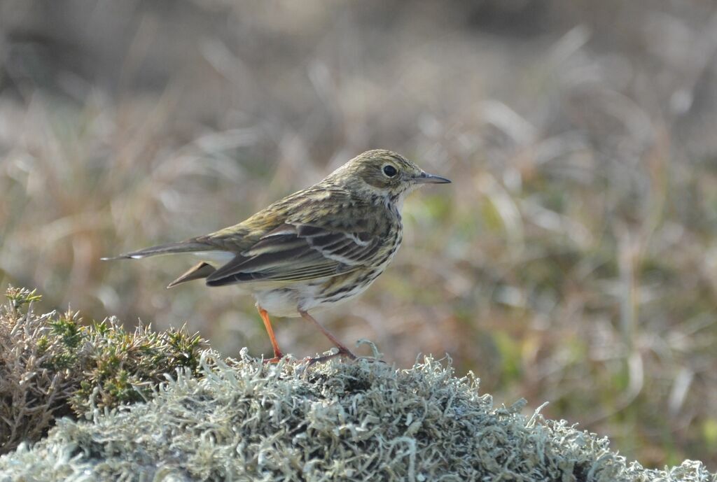 Pipit farlouseadulte, identification