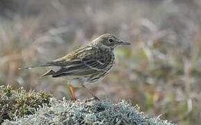 Meadow Pipit