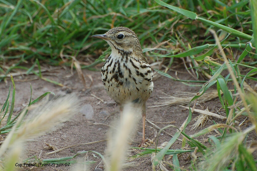 Pipit farlouseadulte