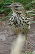 Pipit farlouse