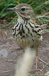 Pipit farlouse