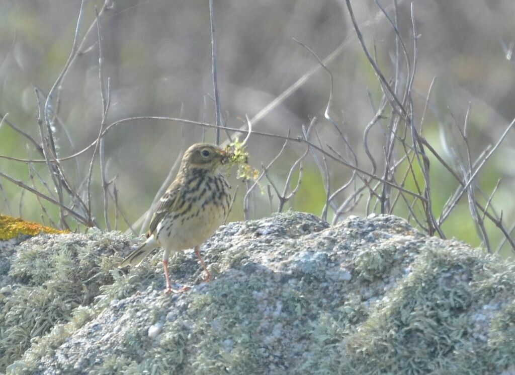 Pipit farlouse