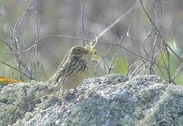 Pipit farlouse