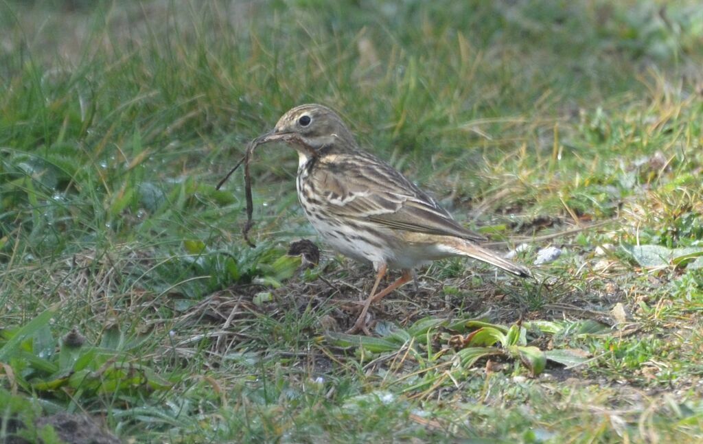 Pipit farlouseadulte, identification