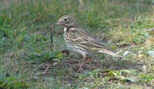 Meadow Pipit