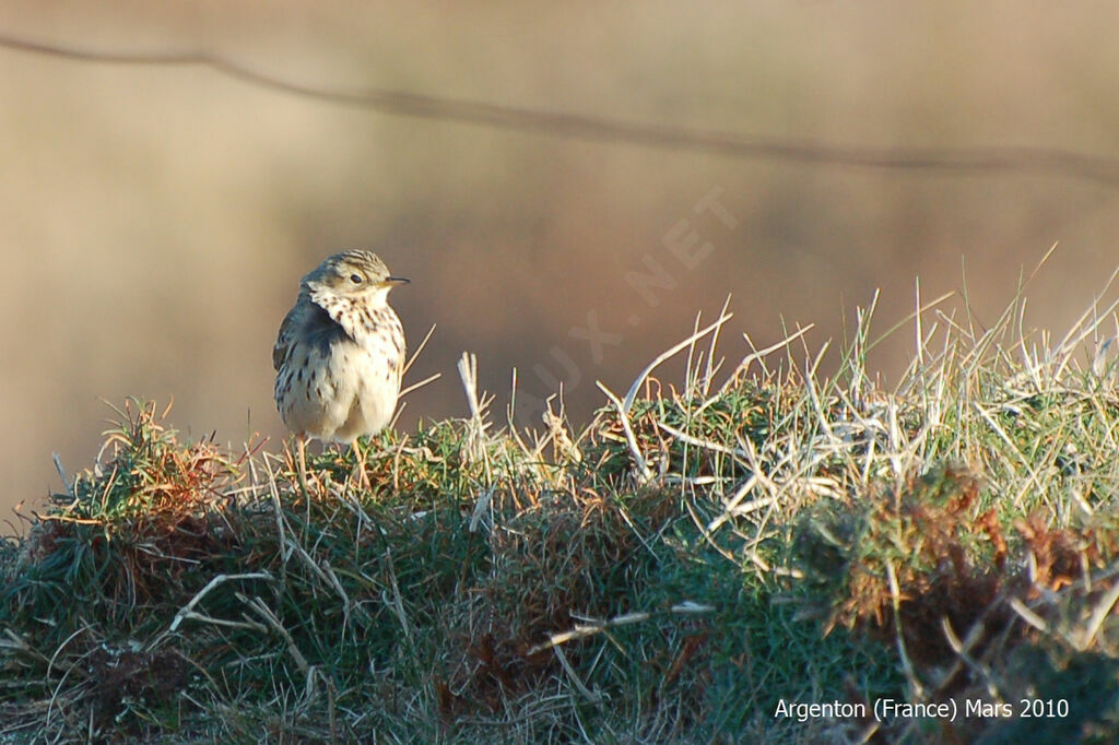 Pipit farlouse