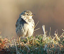 Meadow Pipit