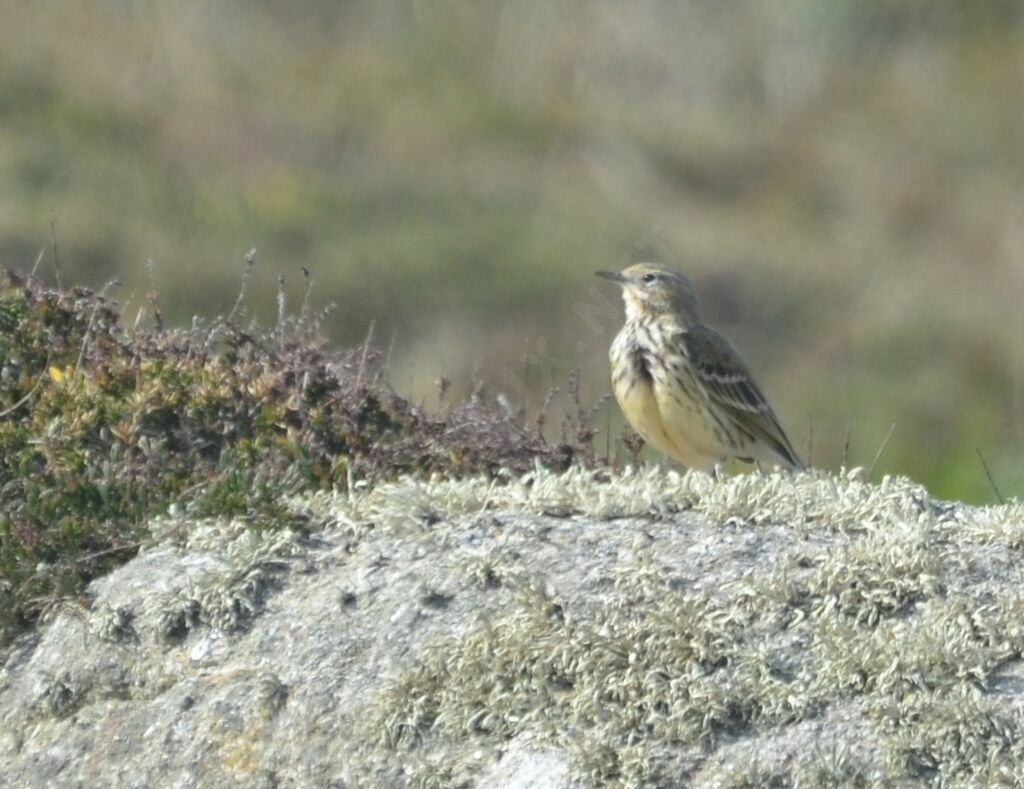 Pipit farlouseadulte