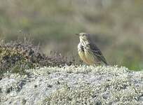 Pipit farlouse