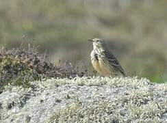 Meadow Pipit