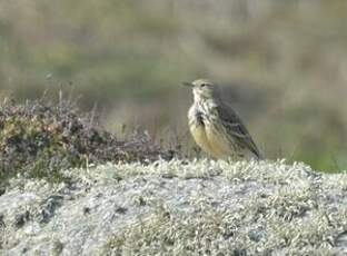 Pipit farlouse