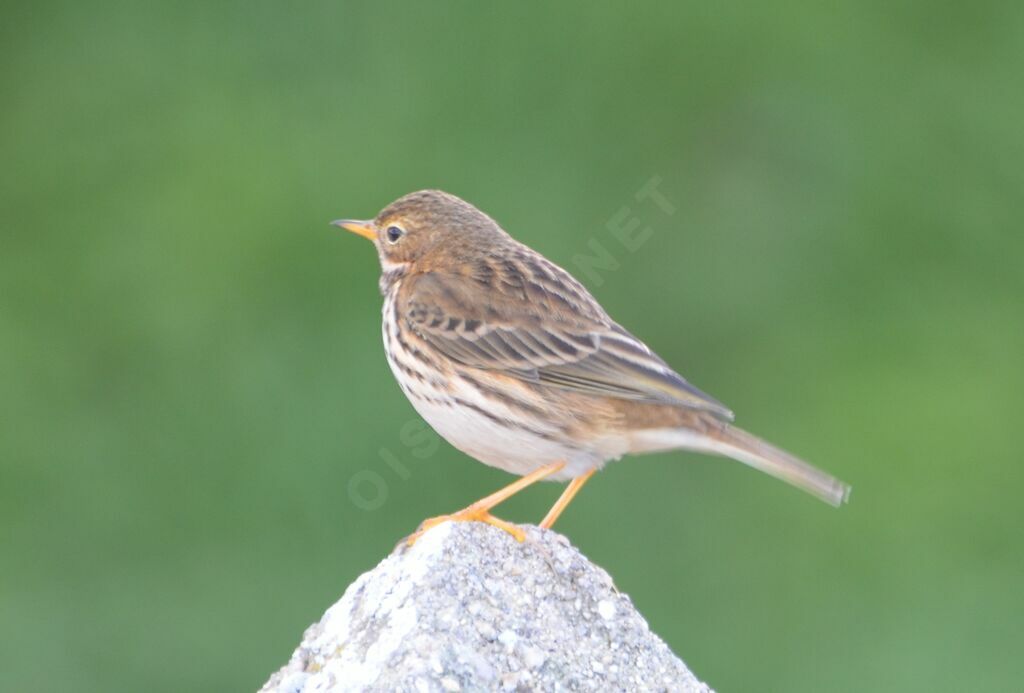 Pipit farlouseadulte, identification