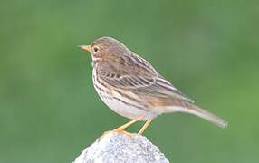 Pipit farlouse