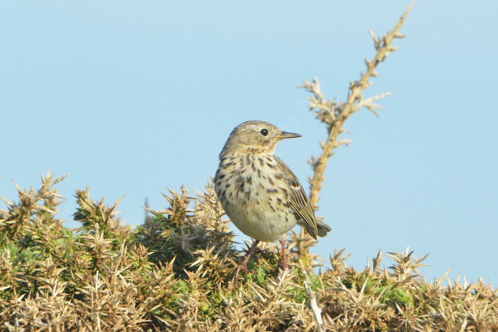 Meadow Pipitadult