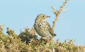 Meadow Pipit