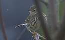 Pipit farlouse