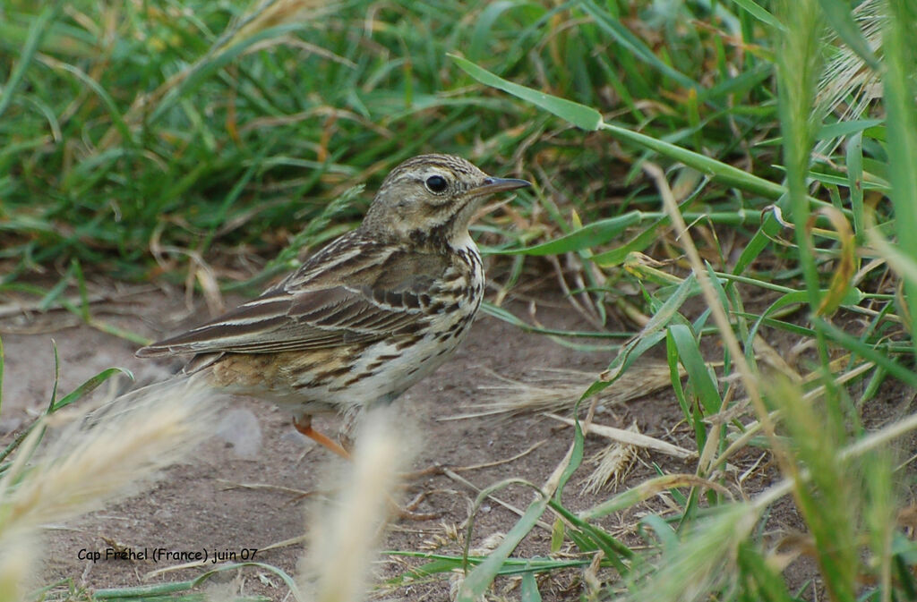 Pipit farlouseadulte