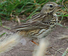 Meadow Pipit