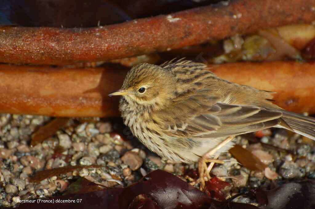 Pipit farlouse