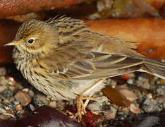 Meadow Pipit