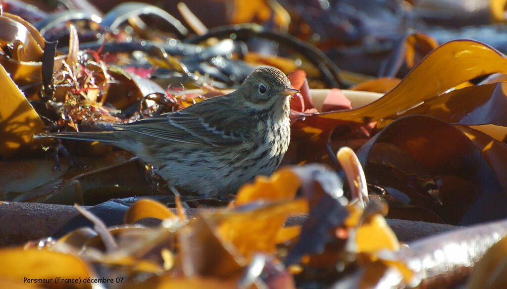 Pipit farlouse