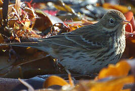 Meadow Pipit