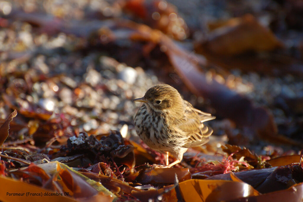 Pipit farlouse