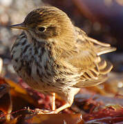 Pipit farlouse