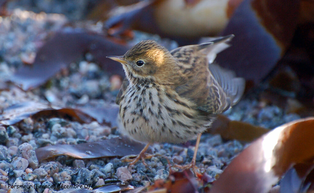 Pipit farlouse