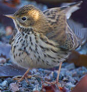 Pipit farlouse