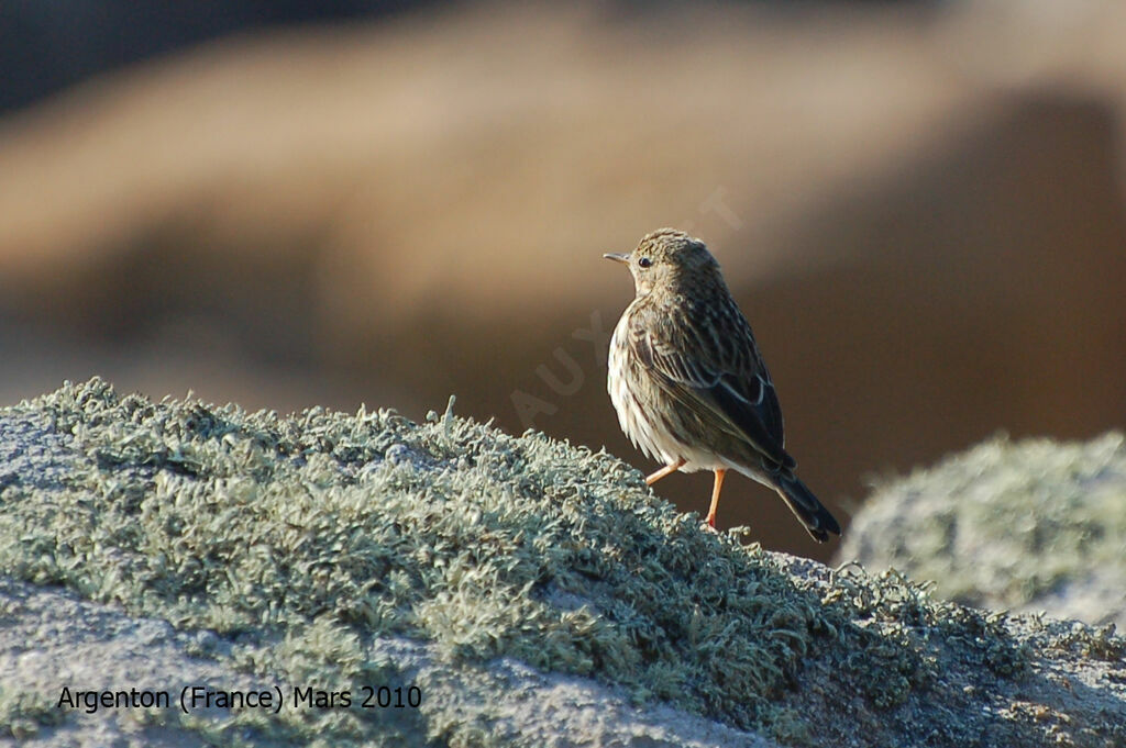 Pipit farlouse