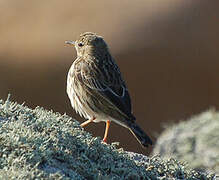 Meadow Pipit