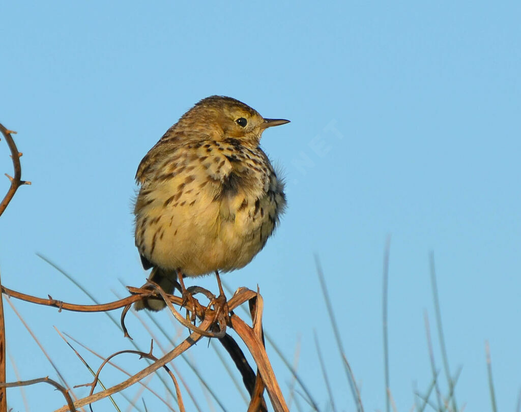 Meadow Pipitadult, identification