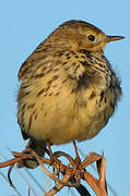 Meadow Pipit