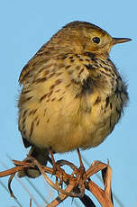 Pipit farlouse