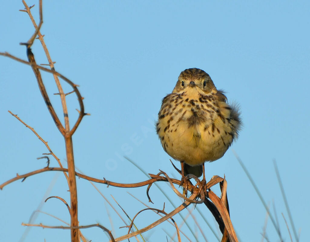 Pipit farlouseadulte, identification