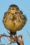 Meadow Pipit