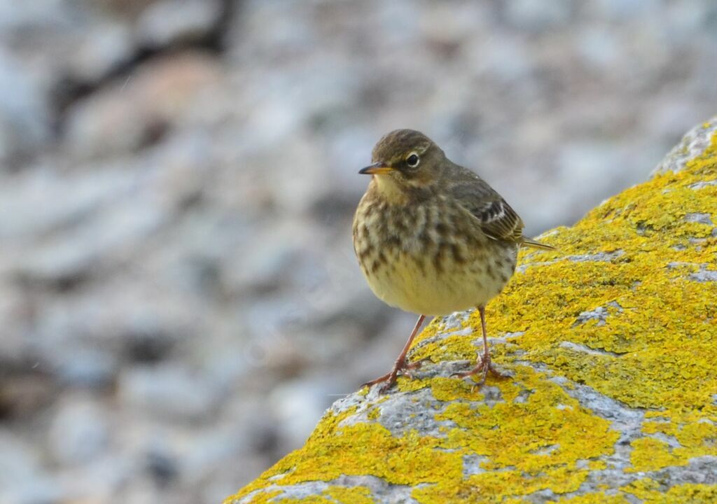 Pipit maritimeadulte, identification