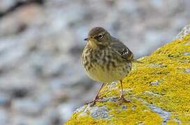 European Rock Pipit